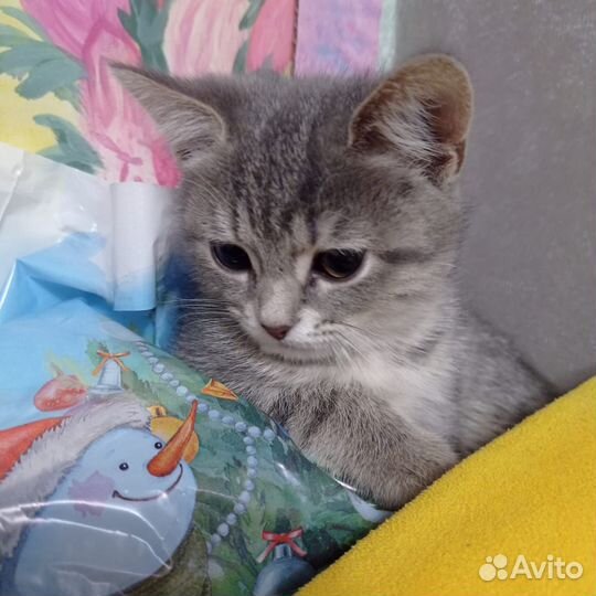 Отдам в добрые руки