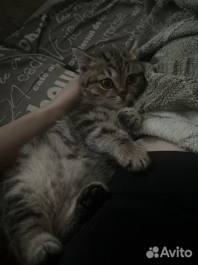 Отдам в добрые руки котенка