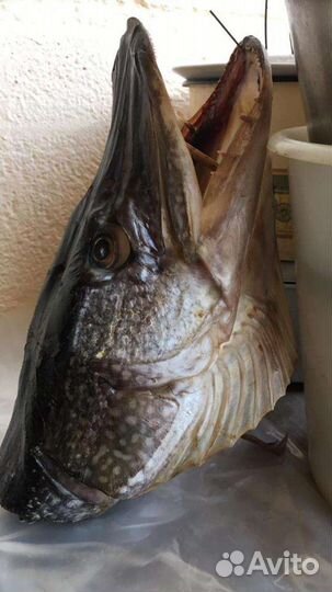 Чучело головы рыбы