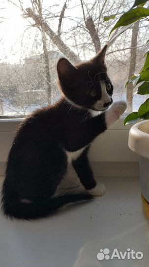 Чёрная пантера