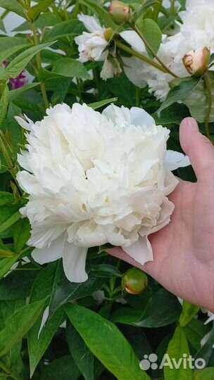 Пионы саженцы