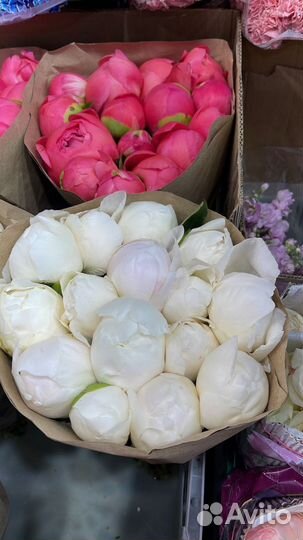 Цветы пионы, букет пионов 15 21 25 31 51 101