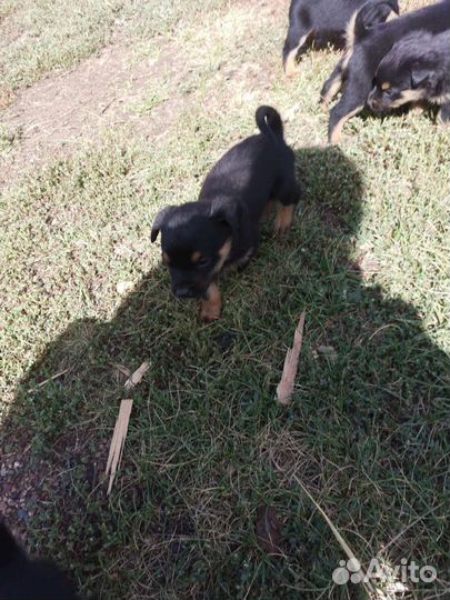 Щенки ротвейлера бесплатно