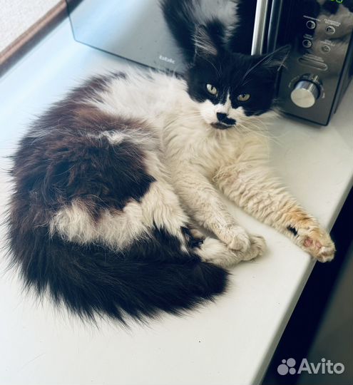 Кастрированный котик