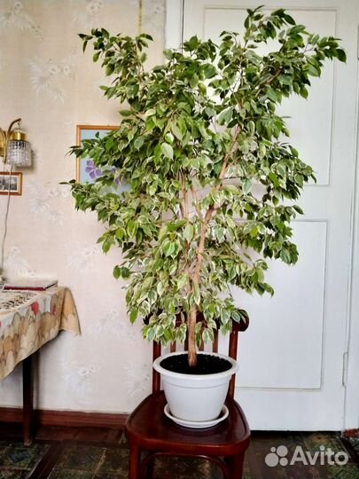 Фикус бенджамина