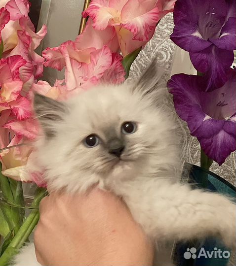 Невская маскарадная