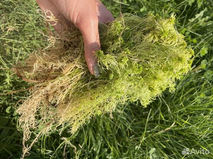 Мох сфагнум живой