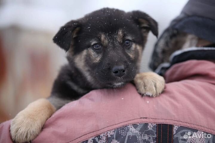 Щенки в беде