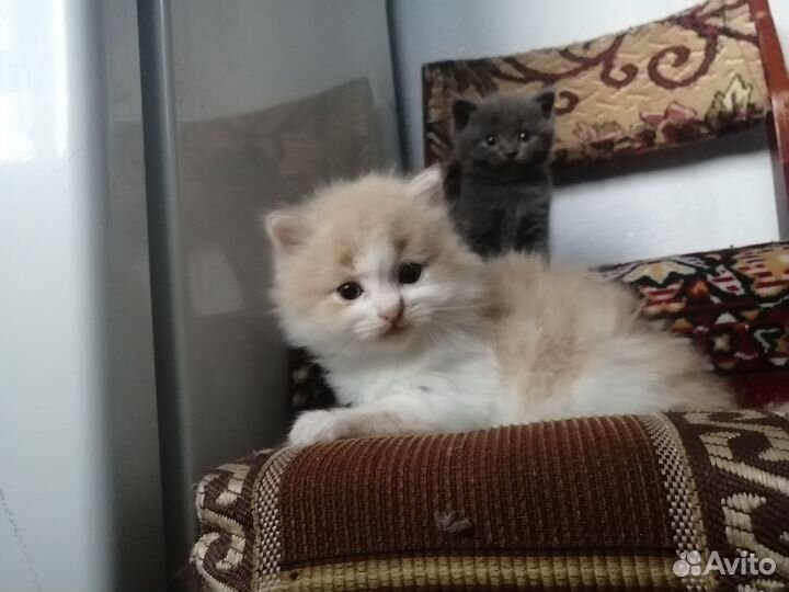 Котята в добрые руки бесплатно коты