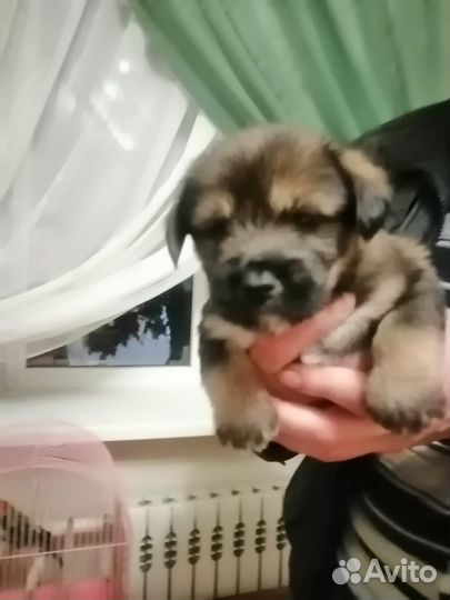Собака