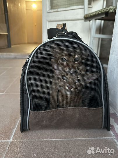 Абиссинские котята