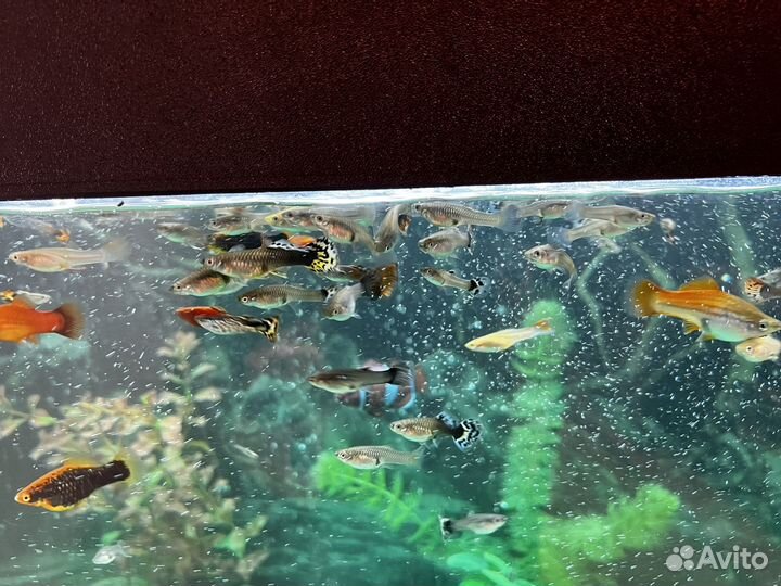 Аквариум аквас с рыбками и тумбами