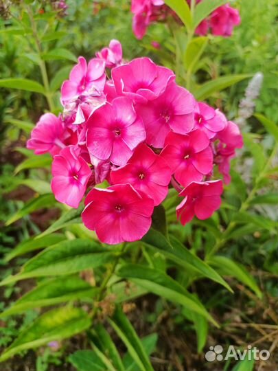 Флоксы,астильба,брунера