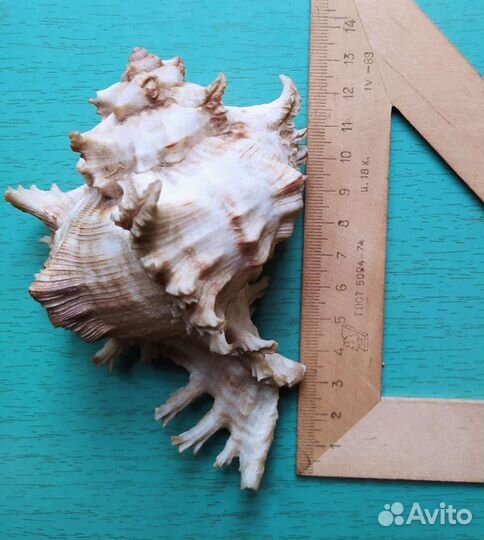 Ракушки морские