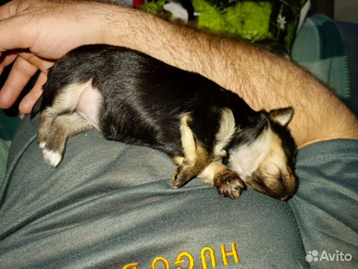 Продаем щенков Йорик