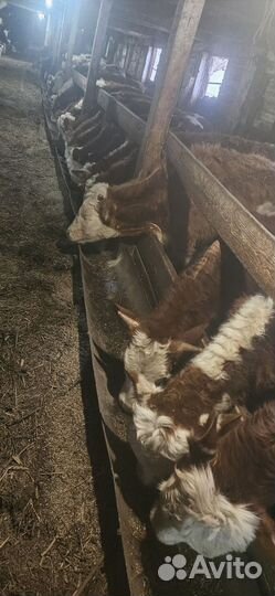 Быки и тёлки