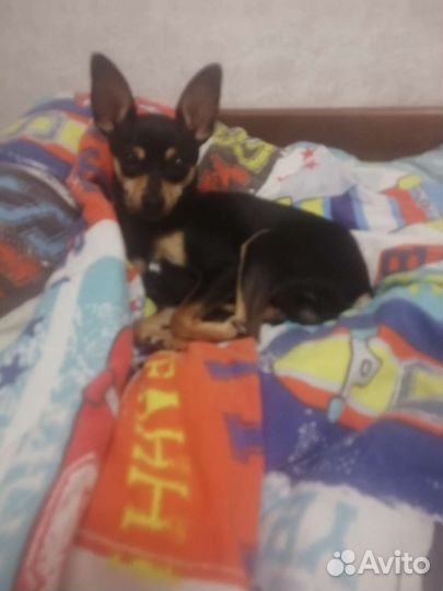 Русский той-терьер вязка