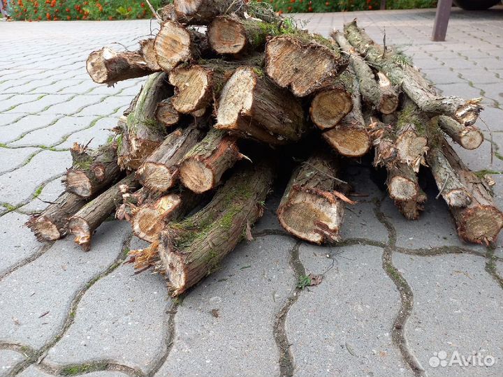 Стволы можжевельника