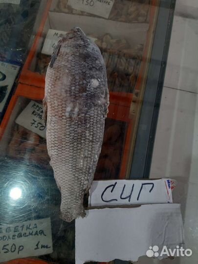 Рыба Якутии