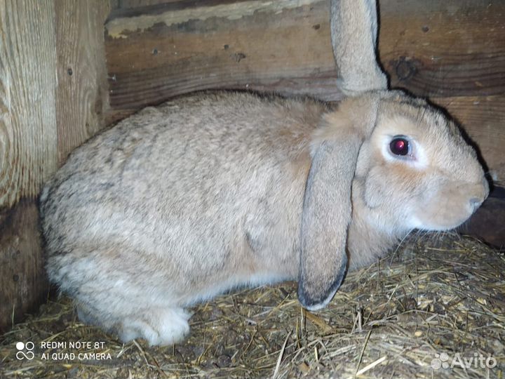 Продаю кроликов