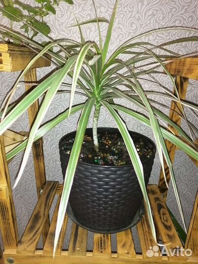 Комнатные цветы