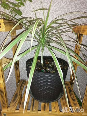 Комнатные цветы