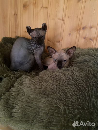 Канадский сфинкс