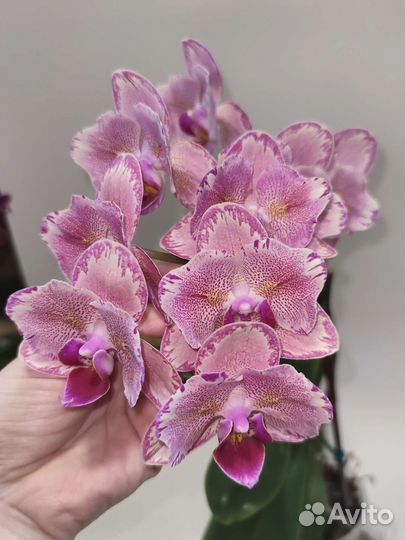 Орхидея фаленопсис бабочка