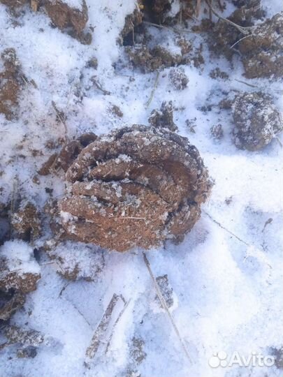 Навоз зимой Коровьи лепёшки)