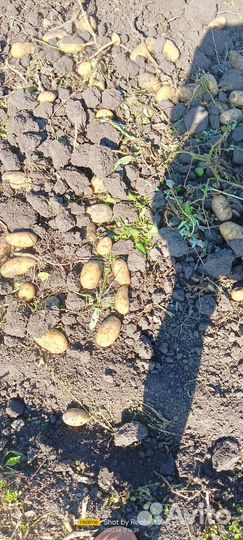 Продам картофель