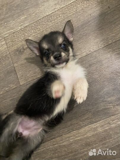 Отдам щенят в хорошие руки