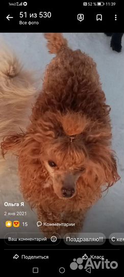 Помапу мальчик