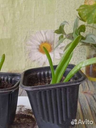 Алоэ и алоэ вера