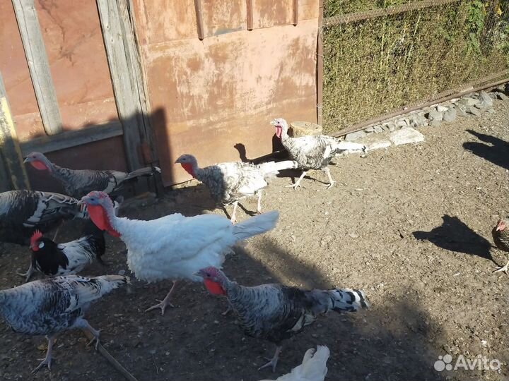 Домашняя птица