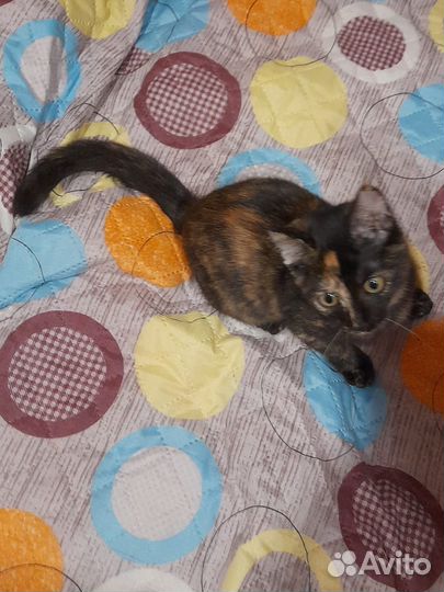 Котенок девочка в добрые руки