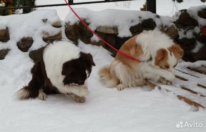 Передержка, дрессировка, ветуслуги, зоотакси