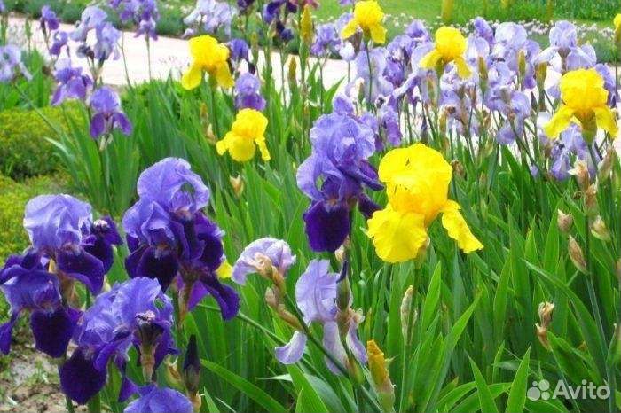 Ирисы