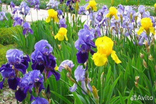 Ирисы