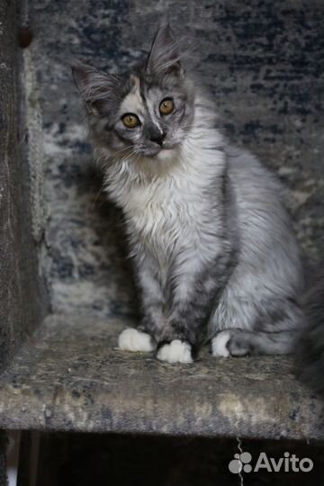 Котенок Мейн-кун, Голубой крем на серебре