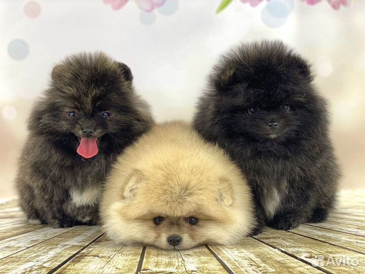 Шпиц
