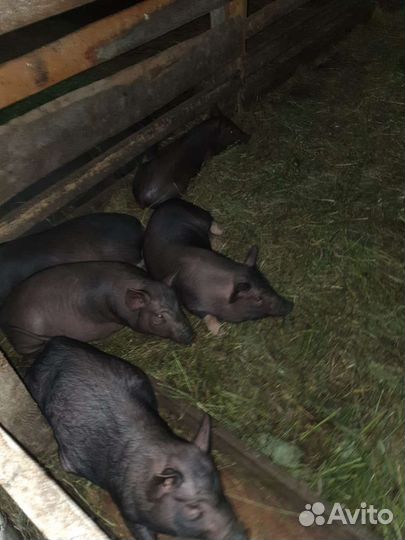 Вьетнамск вислобрюхий поросенок