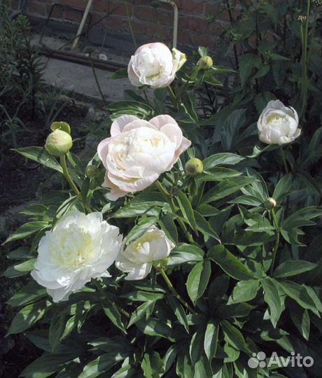 Саженцы Сортовых Пионов