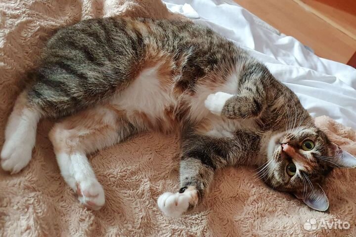 Кошка с золотым характером