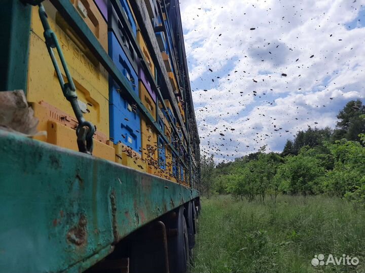 Мед с черноклена