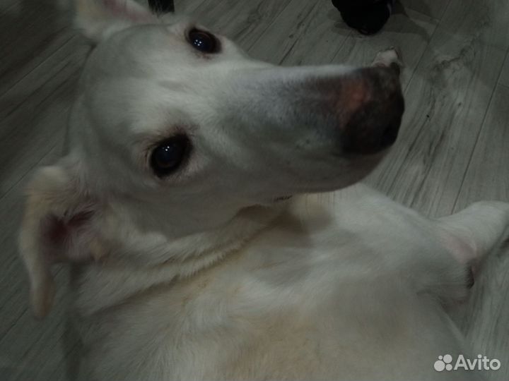 Собака Белка