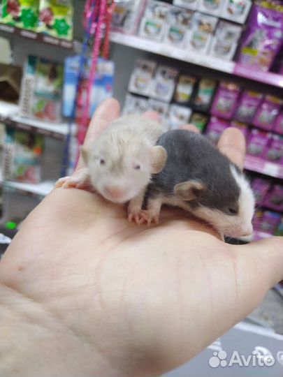 Крыса дамбо