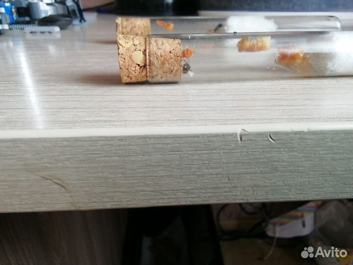 Матка муравья Lasius neglectus