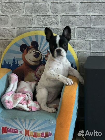 Щенок французский бульдог