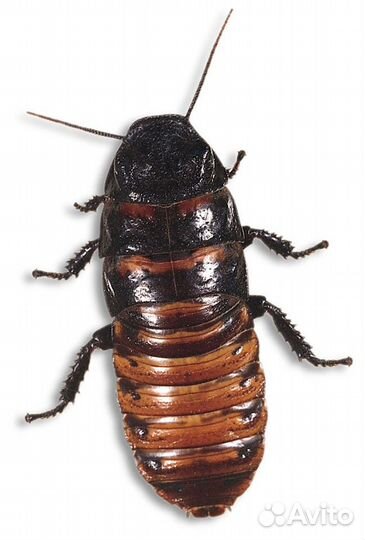 Тараканы - мадагаскарские, индийские, блаберус