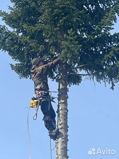 Спил деревьев, удаление пней, расчистка участка
